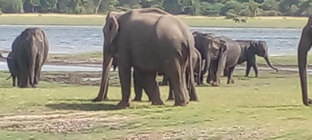 Kithmi Resort Polonnaruwa Bagian luar foto